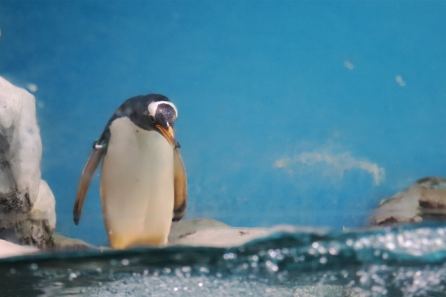 箱根園ペンギン