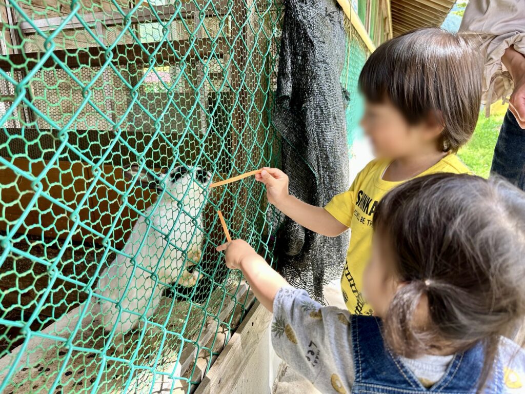 オラッチェ　エサやり