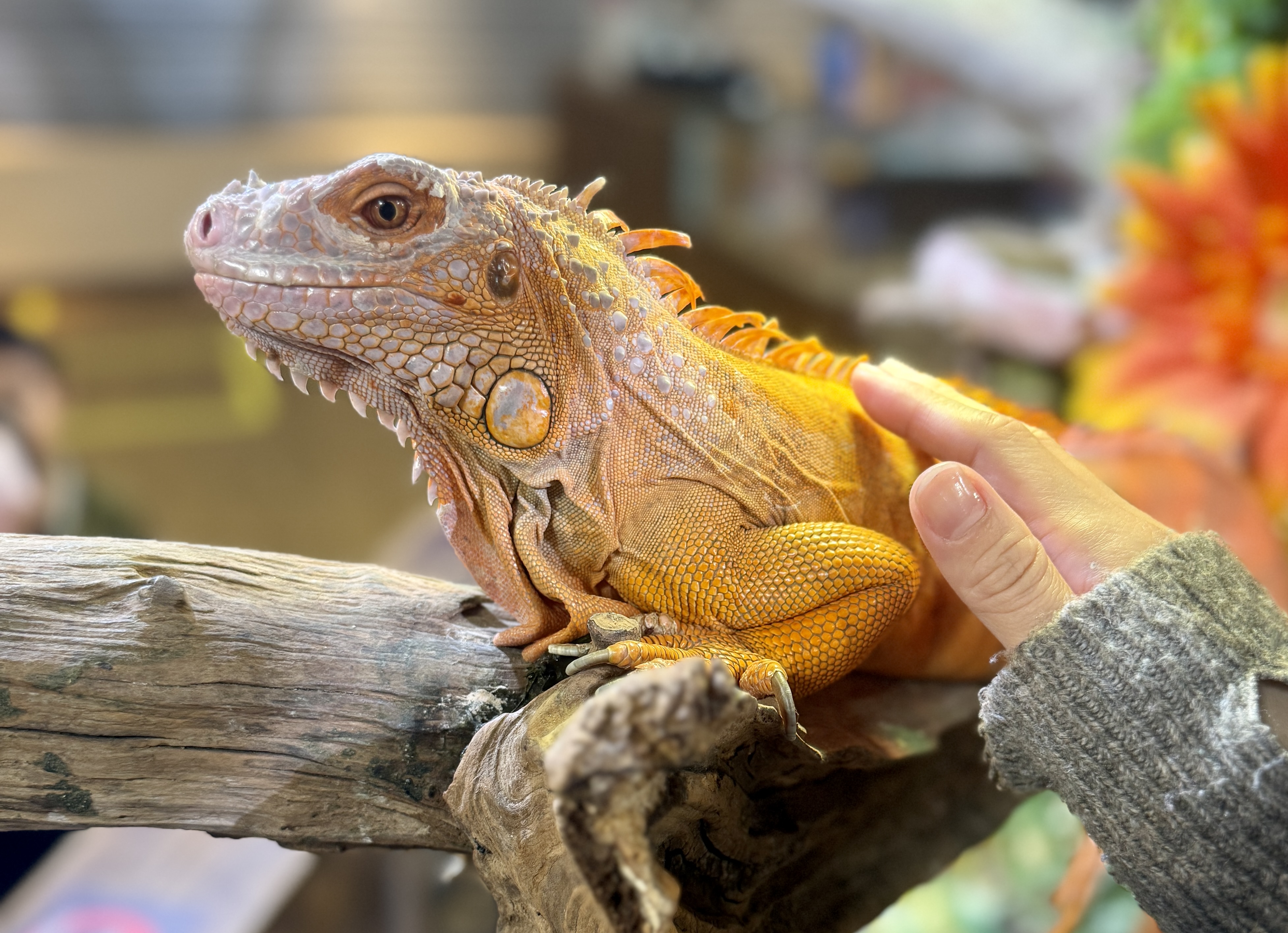 イグアナに触れる